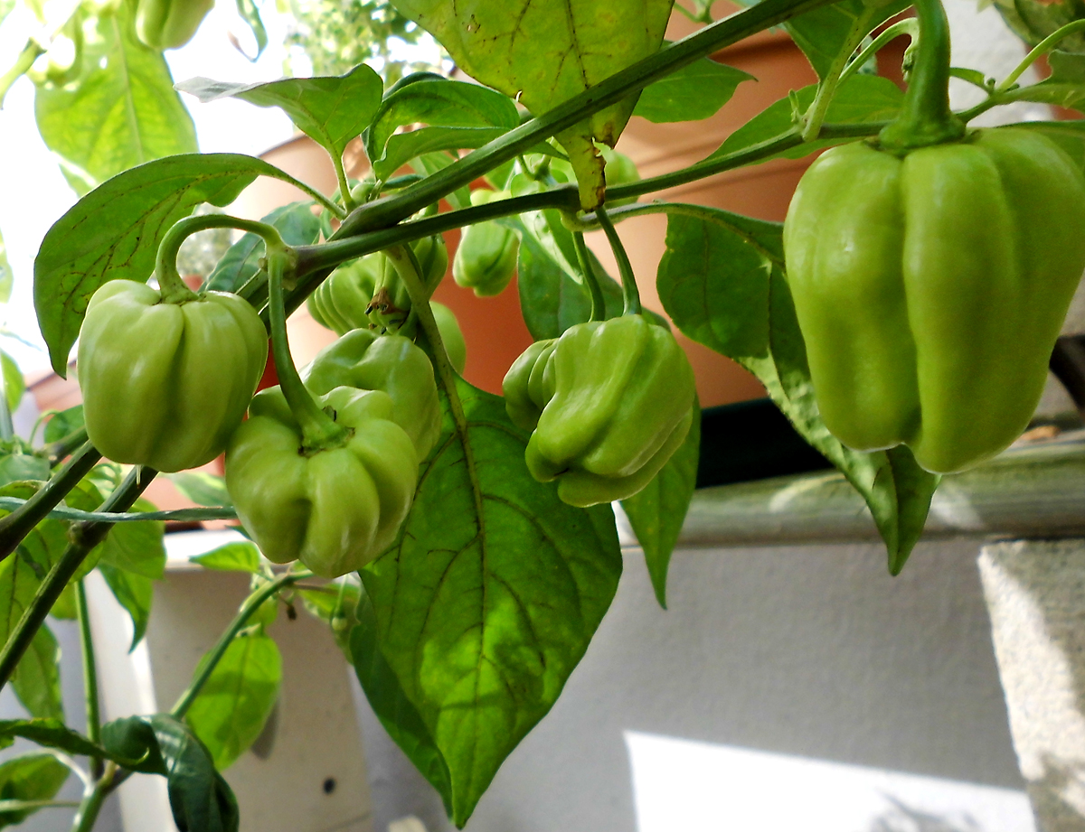 Habbi_green_fruits.jpg