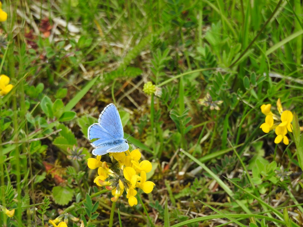 Himmelblauer Bläuling.jpg