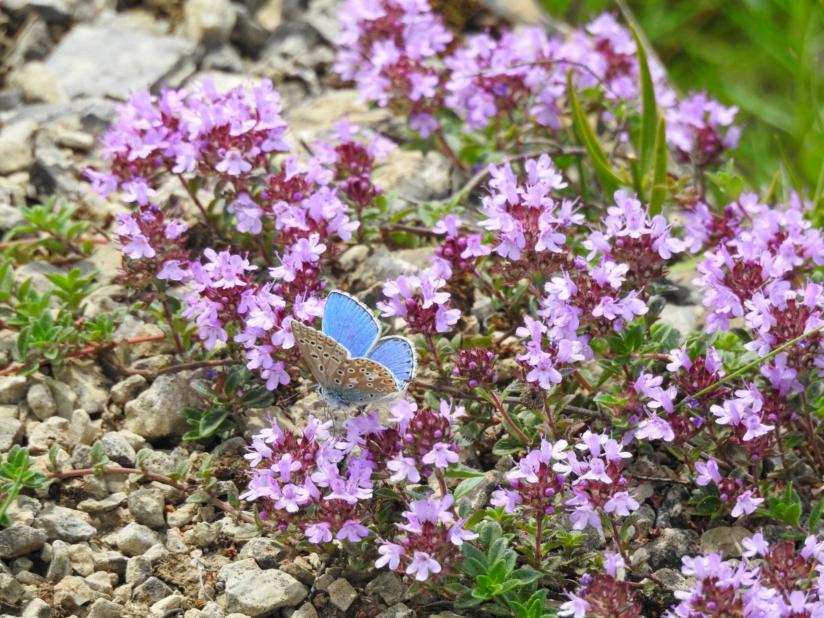 Himmelblauer Bläuling.jpg