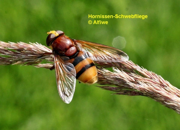 hornissen-schwebfliegqid7o.jpg