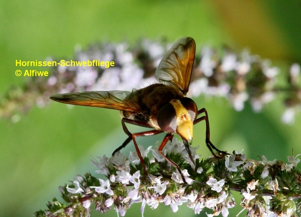 hornissen-schwebfliegw3f40.jpg