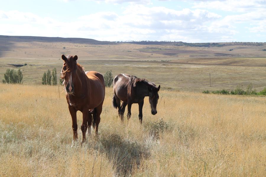 horses_by_undeadwithoutcoffee_d5e05mj-fullview.jpg