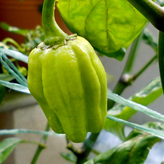 HTR_first_fruit2.jpg