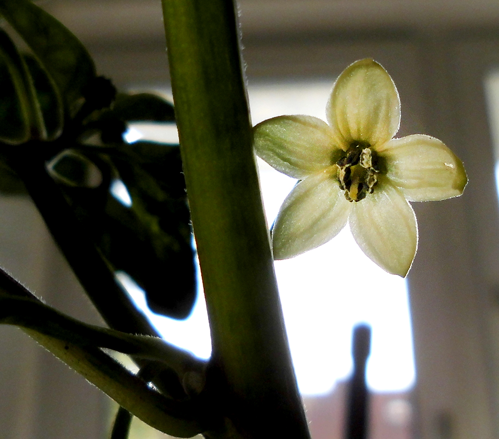 HTR_flower-macro.jpg