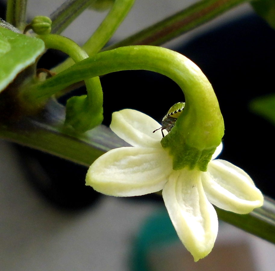 HTR_flower-visitor1.jpg