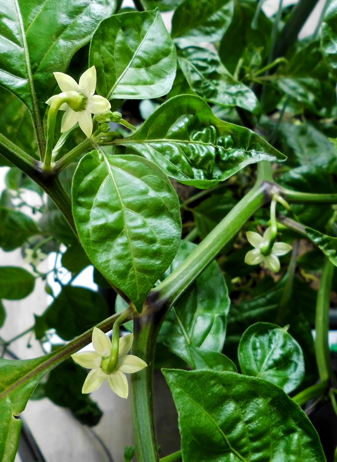 HTR_flowers-atop.jpg