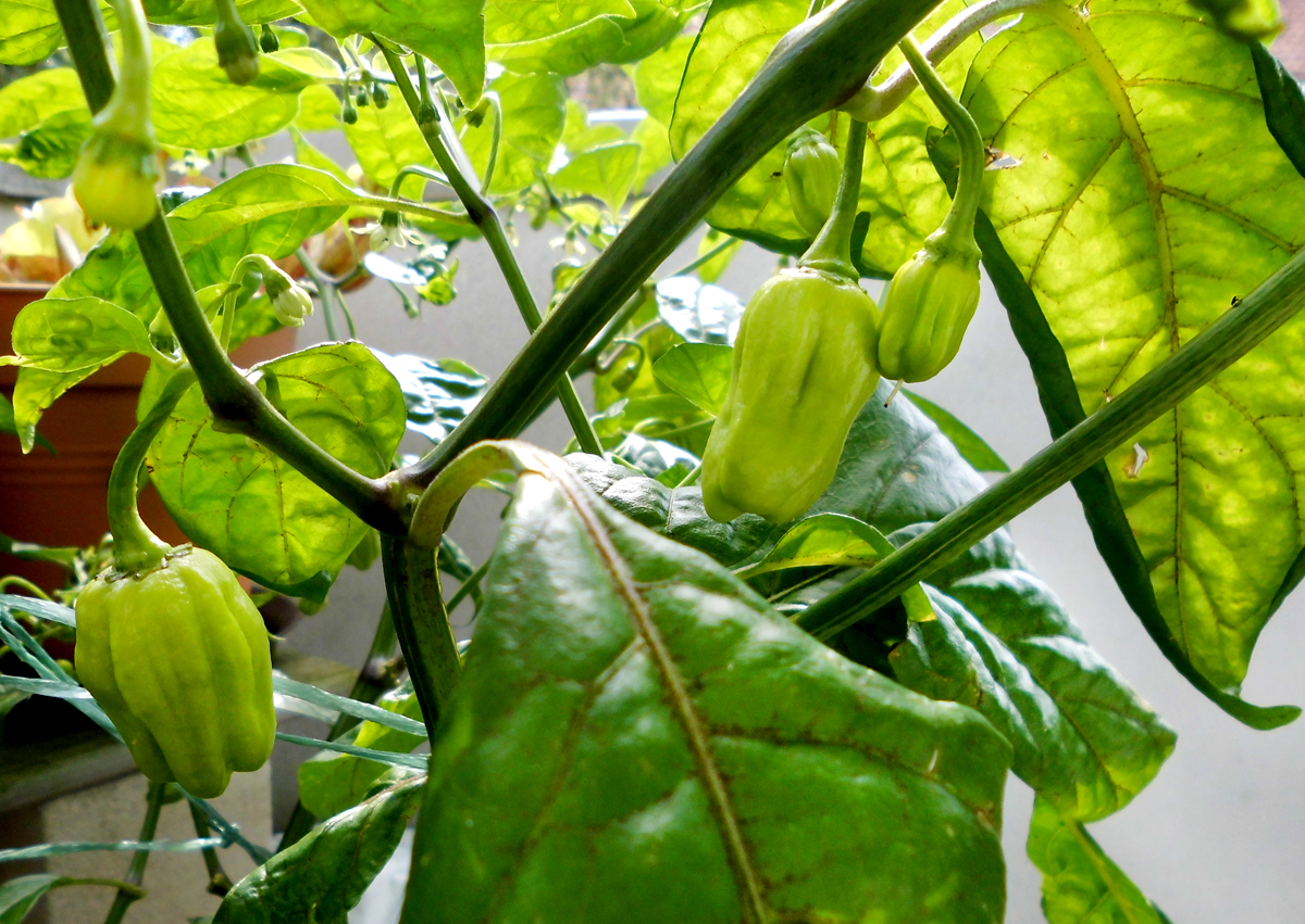 HTR_fruits-green.jpg