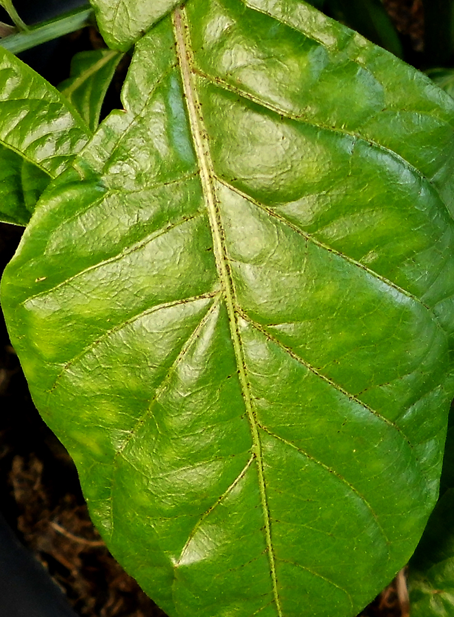 HTR_leaf-sparkled-2.jpg