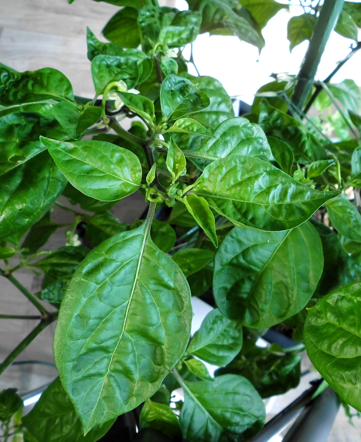 HTR_new_leaves-after-neem2.jpg