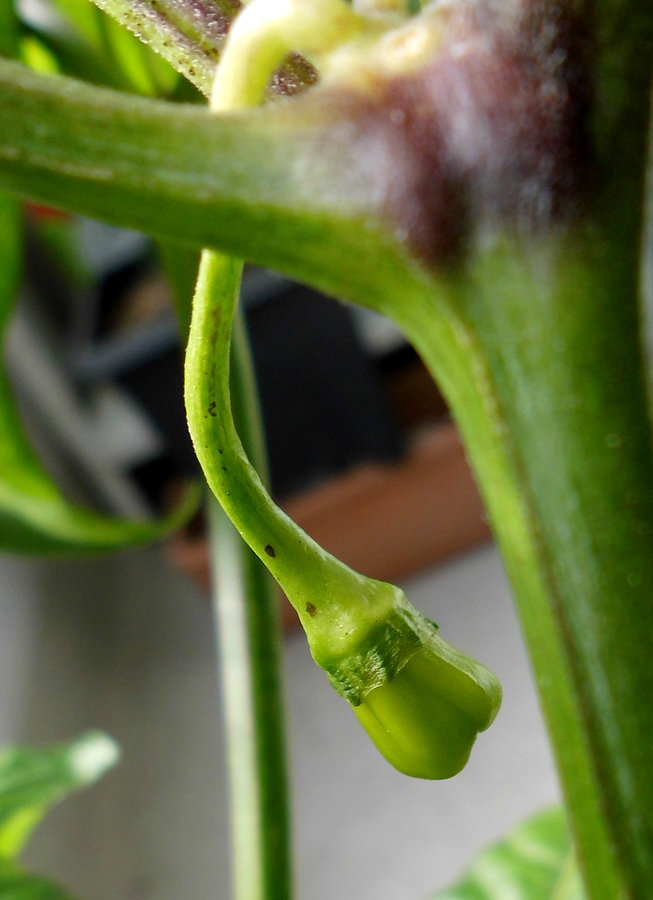 HTR_second_fruit1.jpg