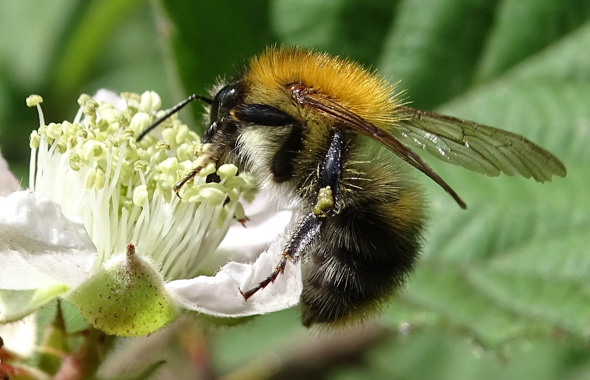 Hummel.jpg