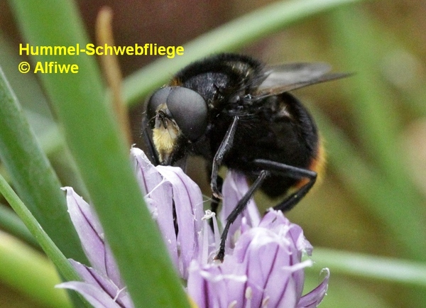hummelschwebfliegemnesl.jpg