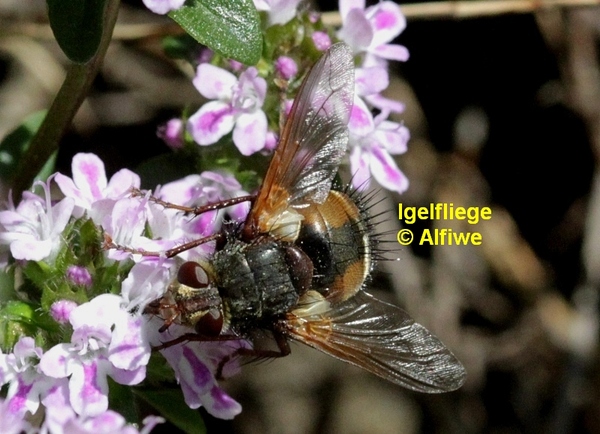igelfliegevgc59.jpg