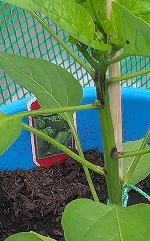 IMAG0879.jpg