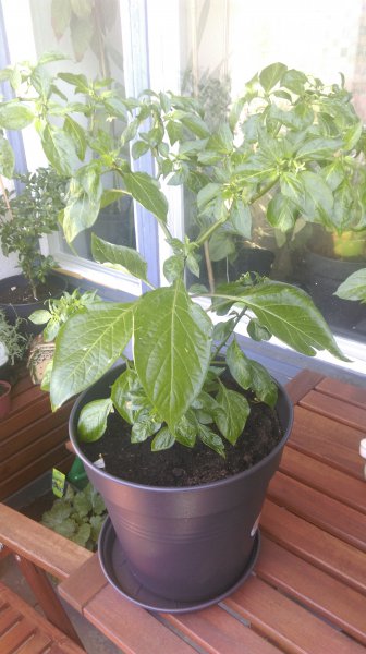 IMAG0972.jpg