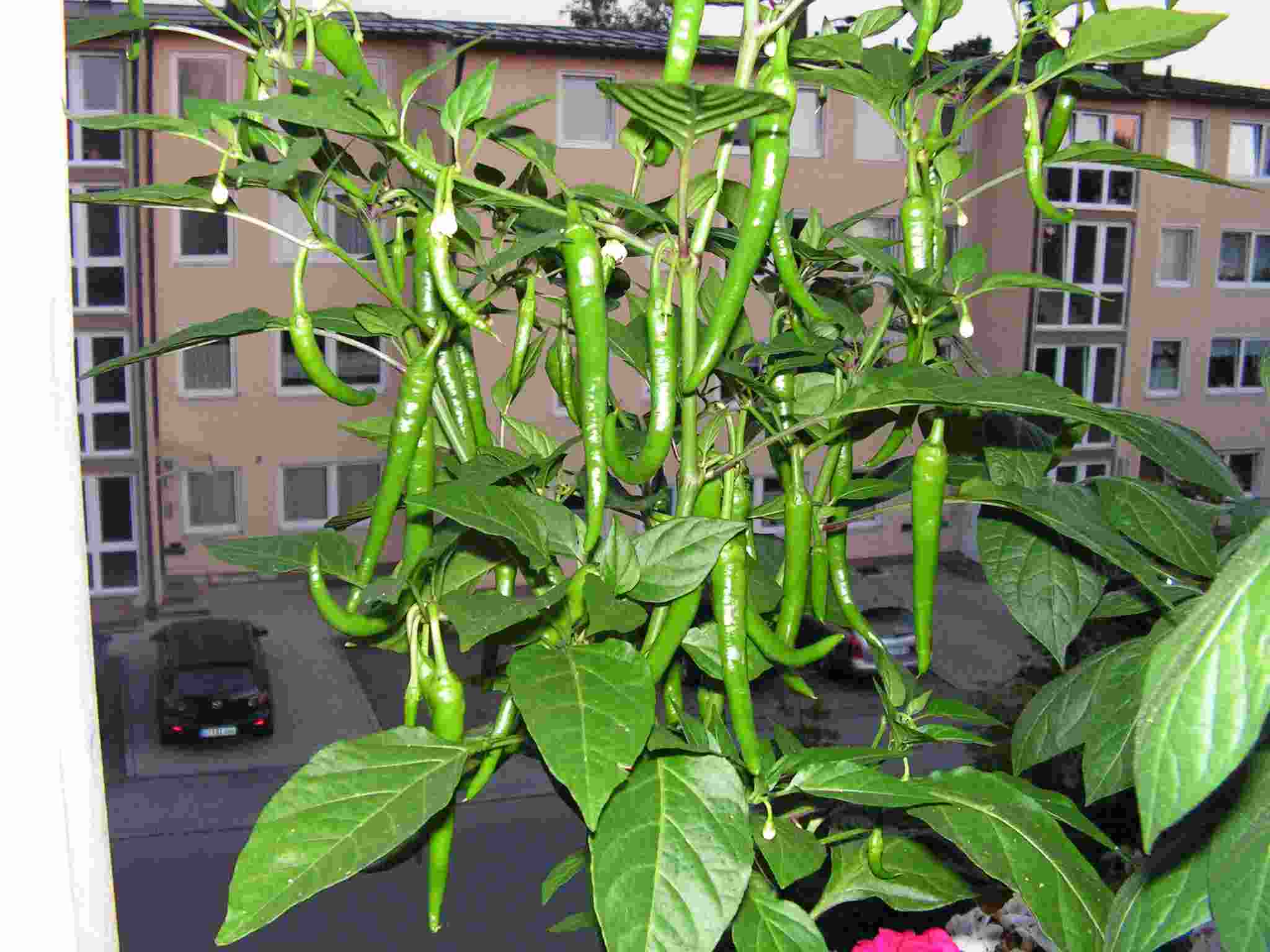 image016.jpg