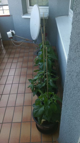 IMG-20150711-WA0003.jpeg