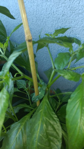 IMG-20150711-WA0005.jpeg