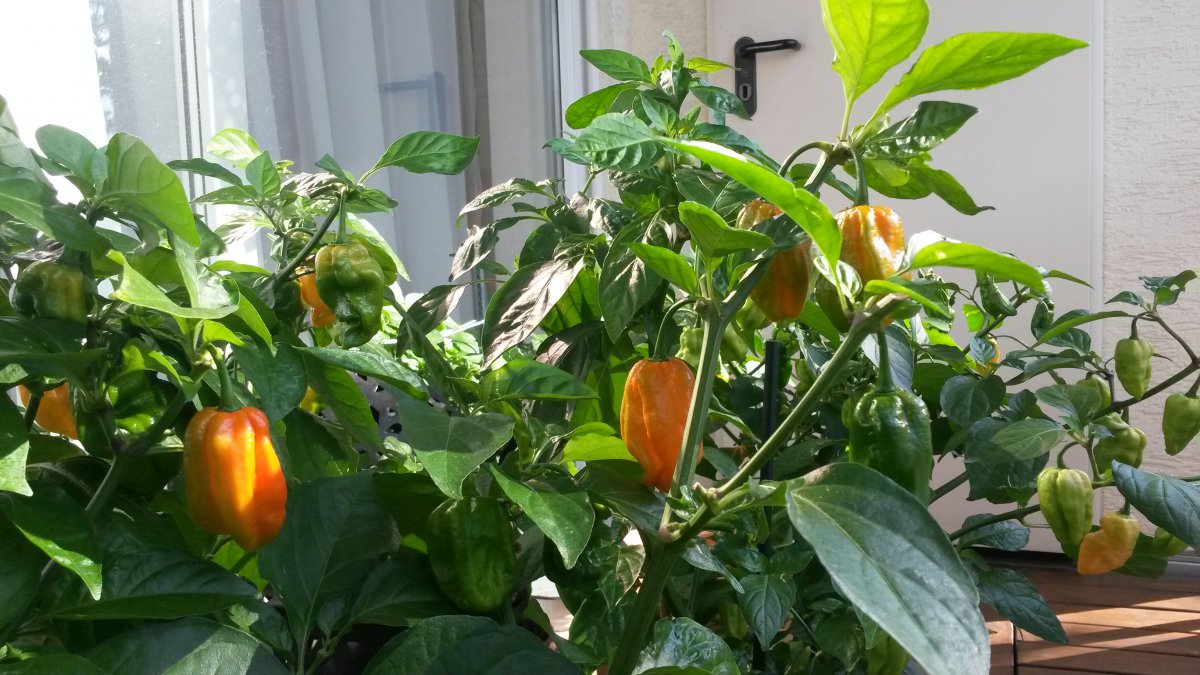IMG-20150910-WA0006.jpeg