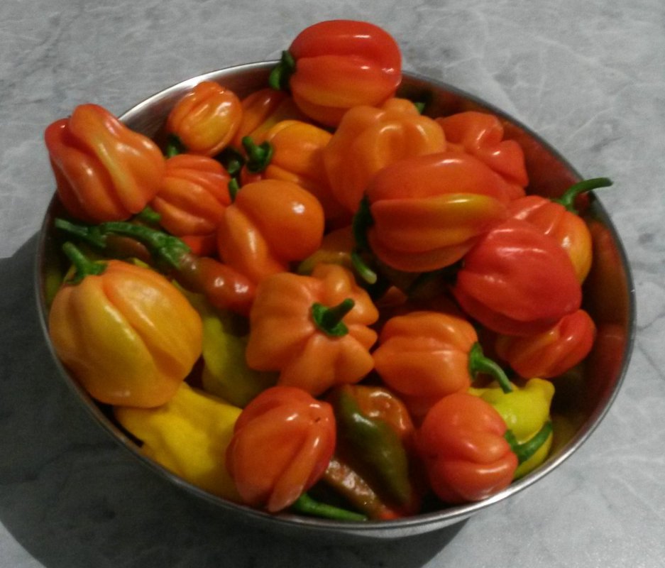 IMG-20150917-WA0002~01.jpg