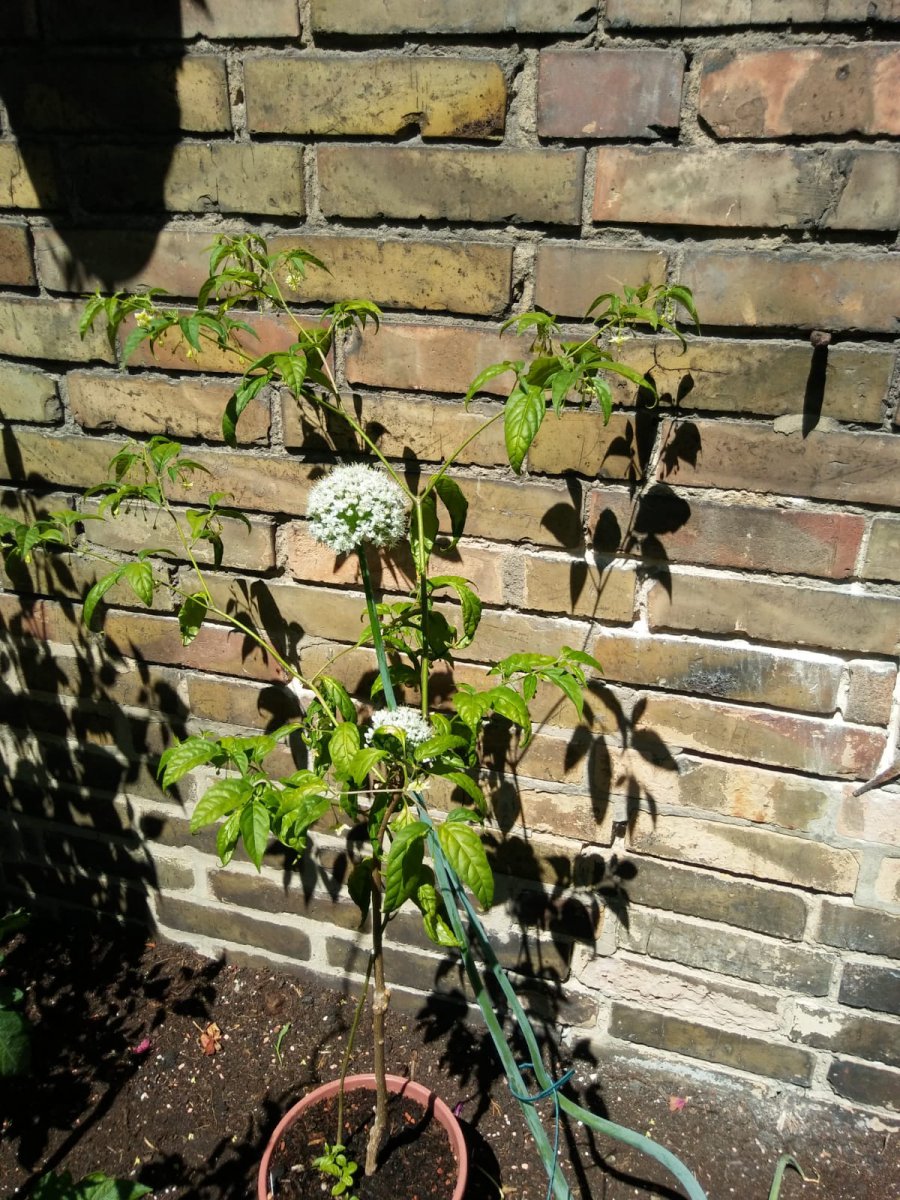 IMG-20190629-WA0017.jpg