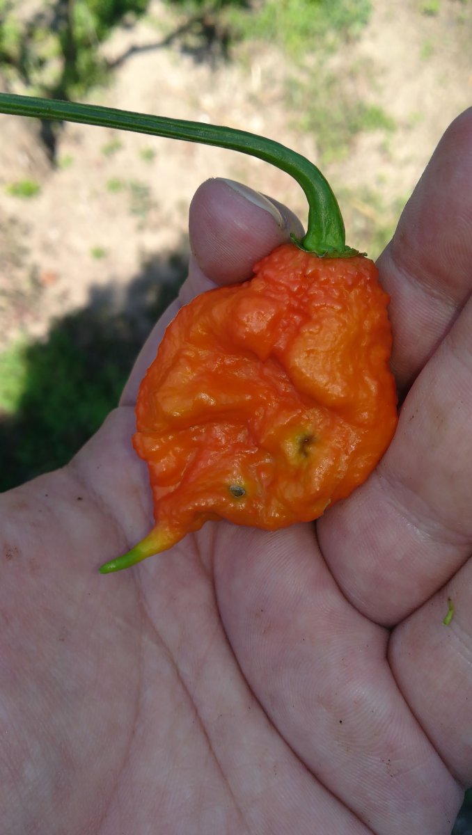 IMG-20190822-WA0056.jpeg