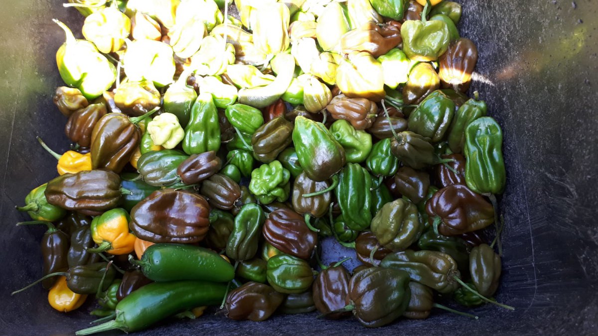 IMG-20191014-WA0018.jpg