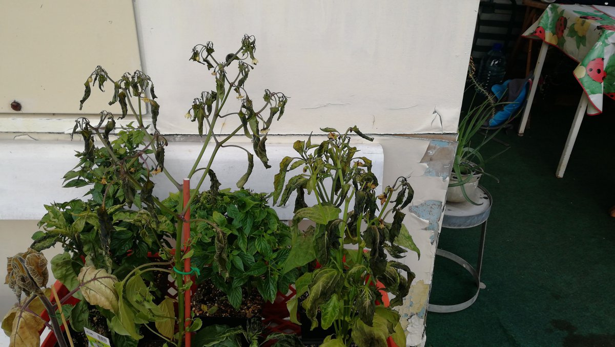 IMG-20200513-WA0007.jpeg