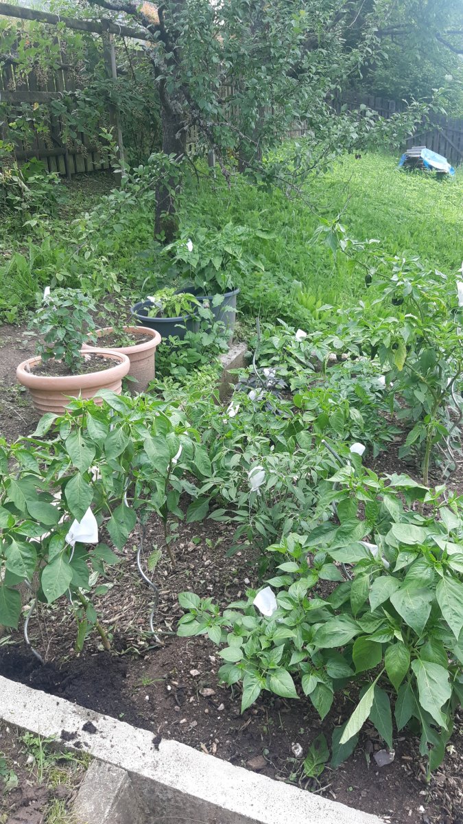IMG-20210710-WA0010.jpeg