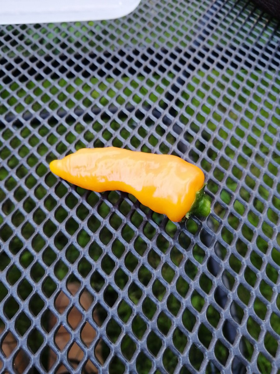 IMG-20210718-WA0014.jpeg