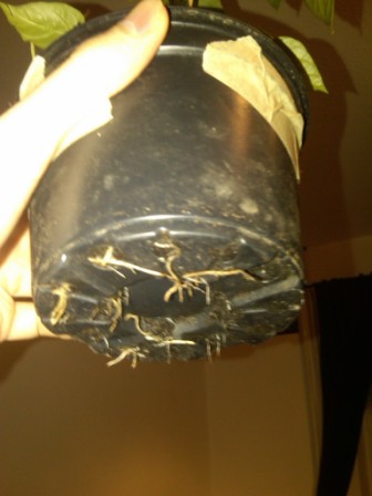 IMG00082-20120413-0219.jpg