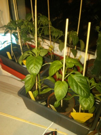 IMG00083-20120413-0220.jpg