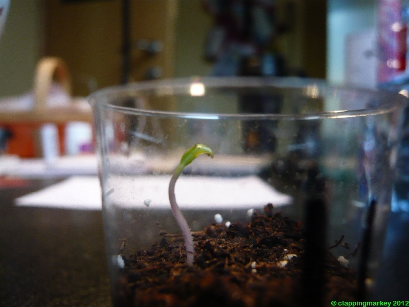 img20121203_22zf3p.jpg