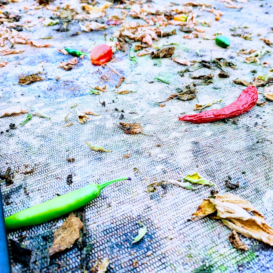 IMG20201124120109.jpg