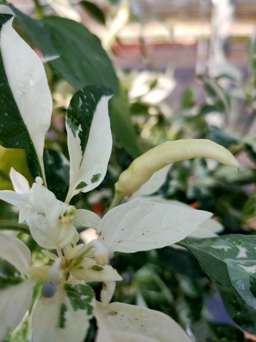 IMG20210720101446.jpg