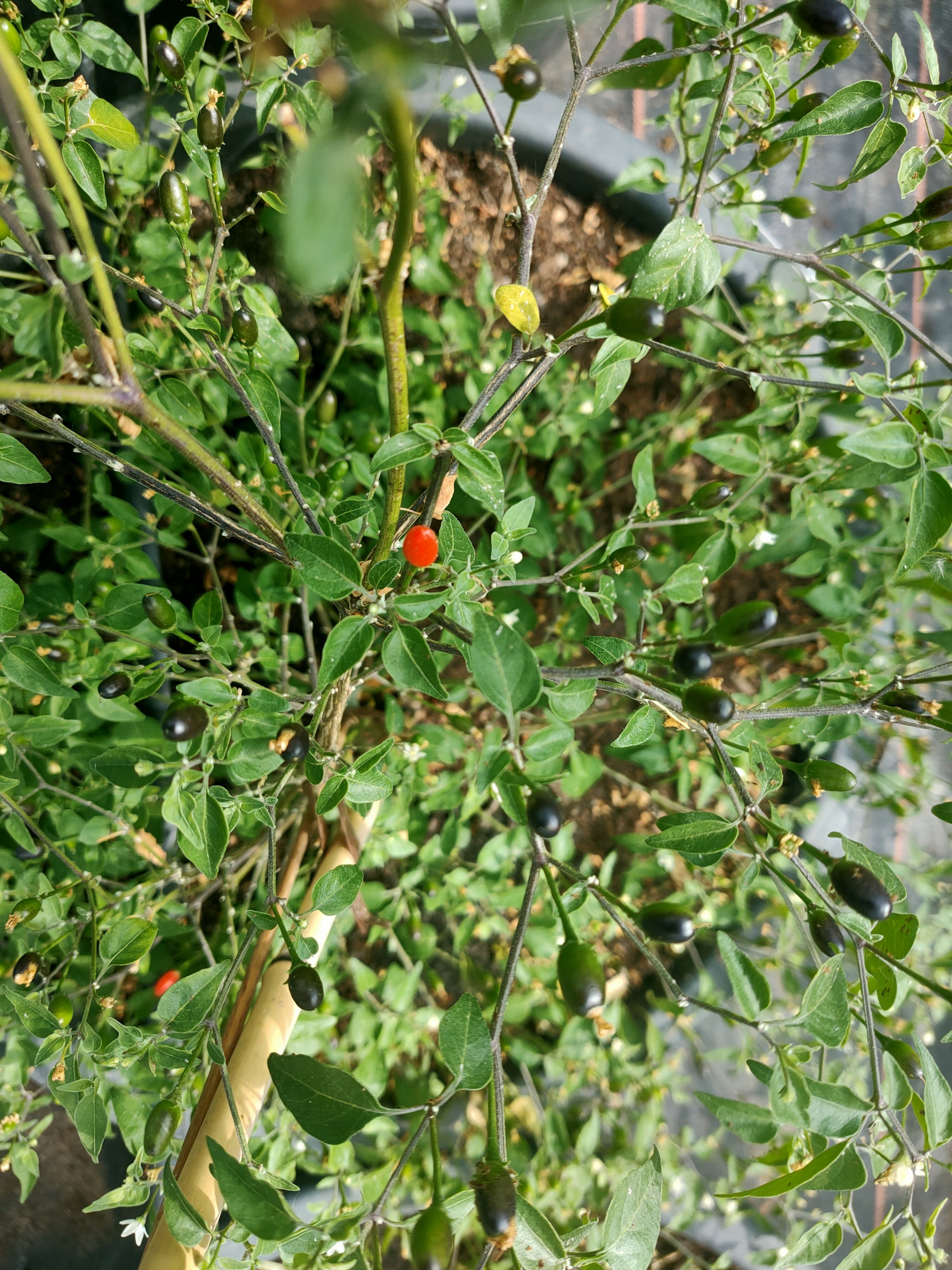 IMG20220625102520.jpg