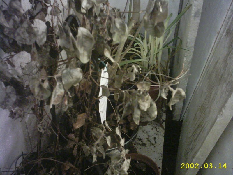 IMG_0041_800x600.JPG