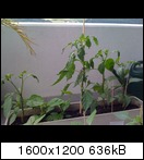 img_004316gdd.jpg