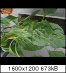 img_00451hd10.jpg
