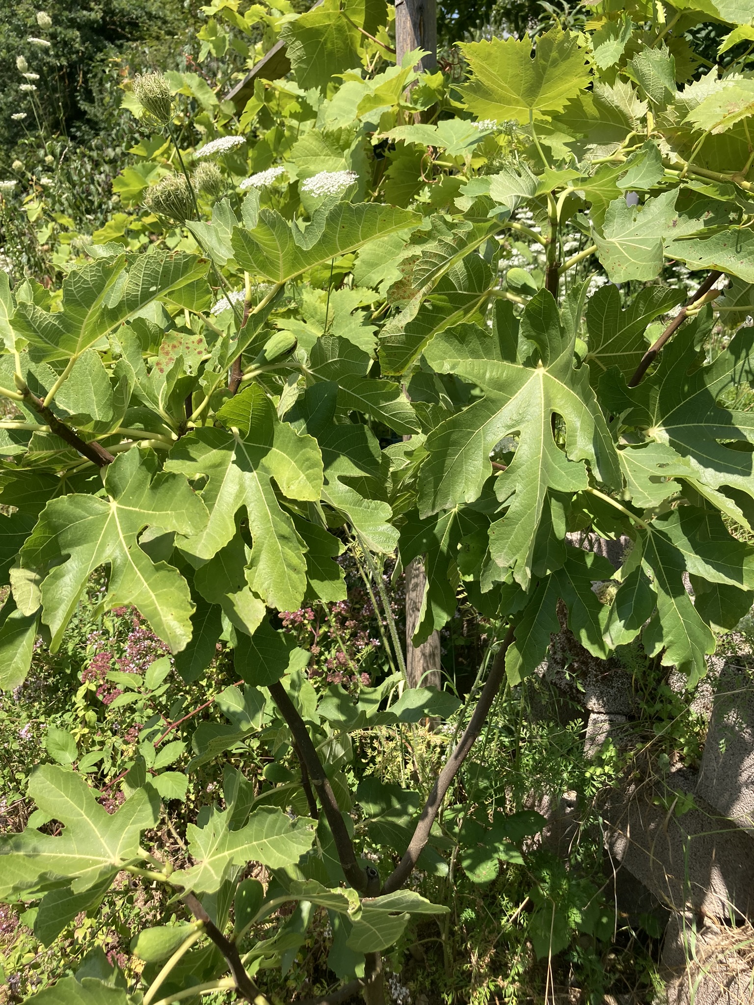 IMG_0567.JPEG