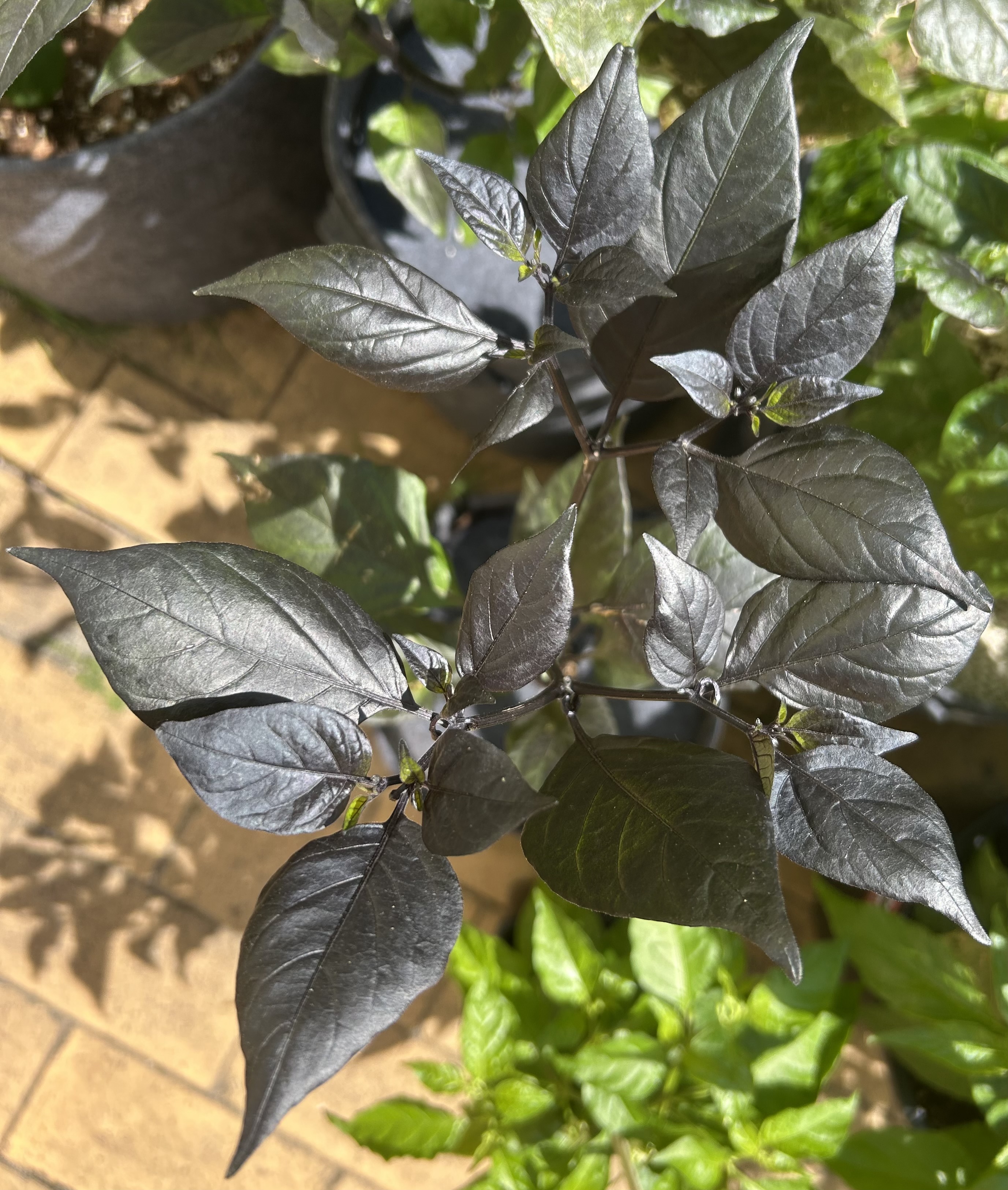 IMG_0902.jpeg