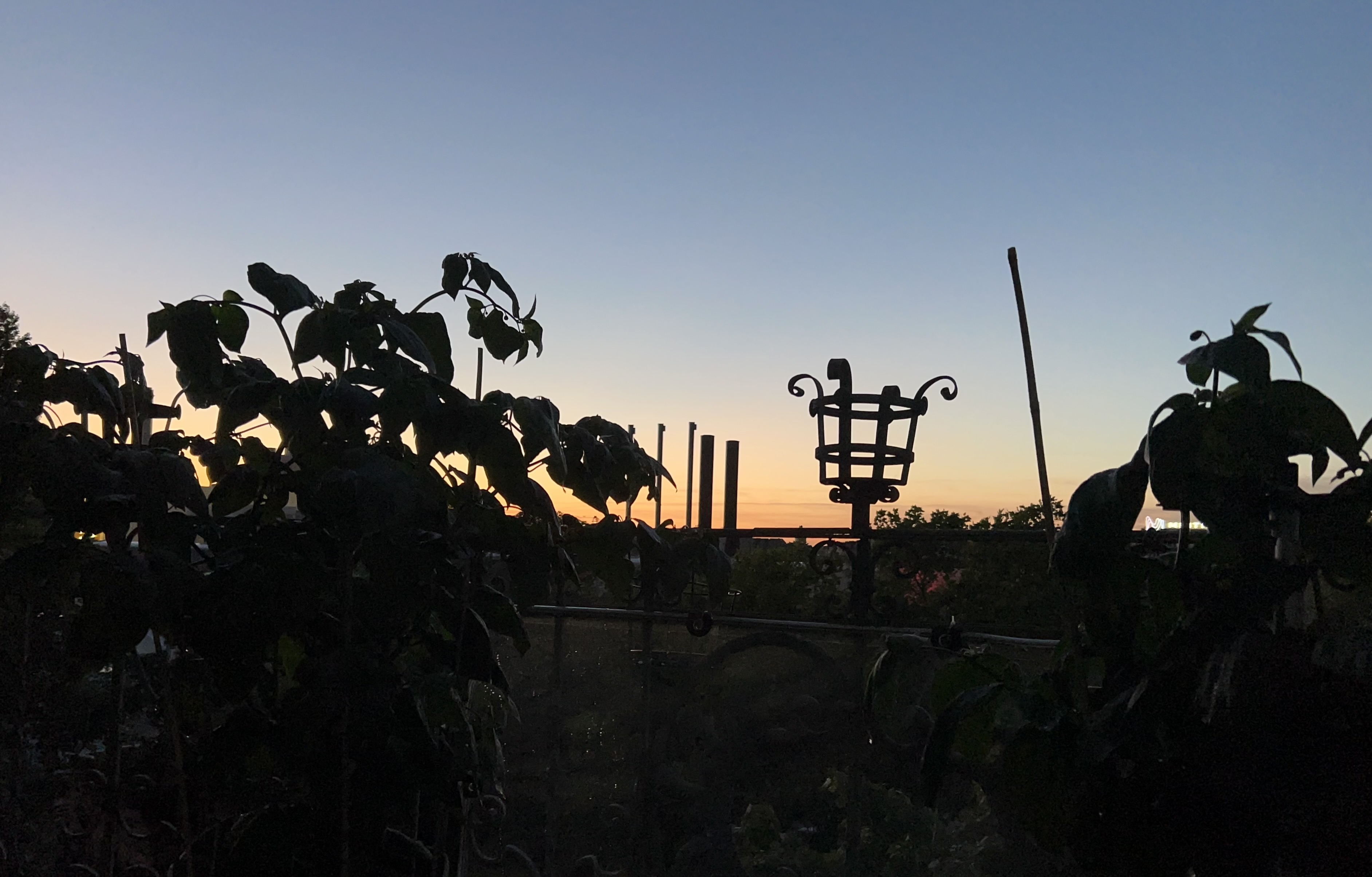 IMG_1133.jpeg