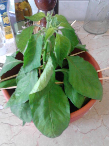 IMG_20150607_123853.jpg