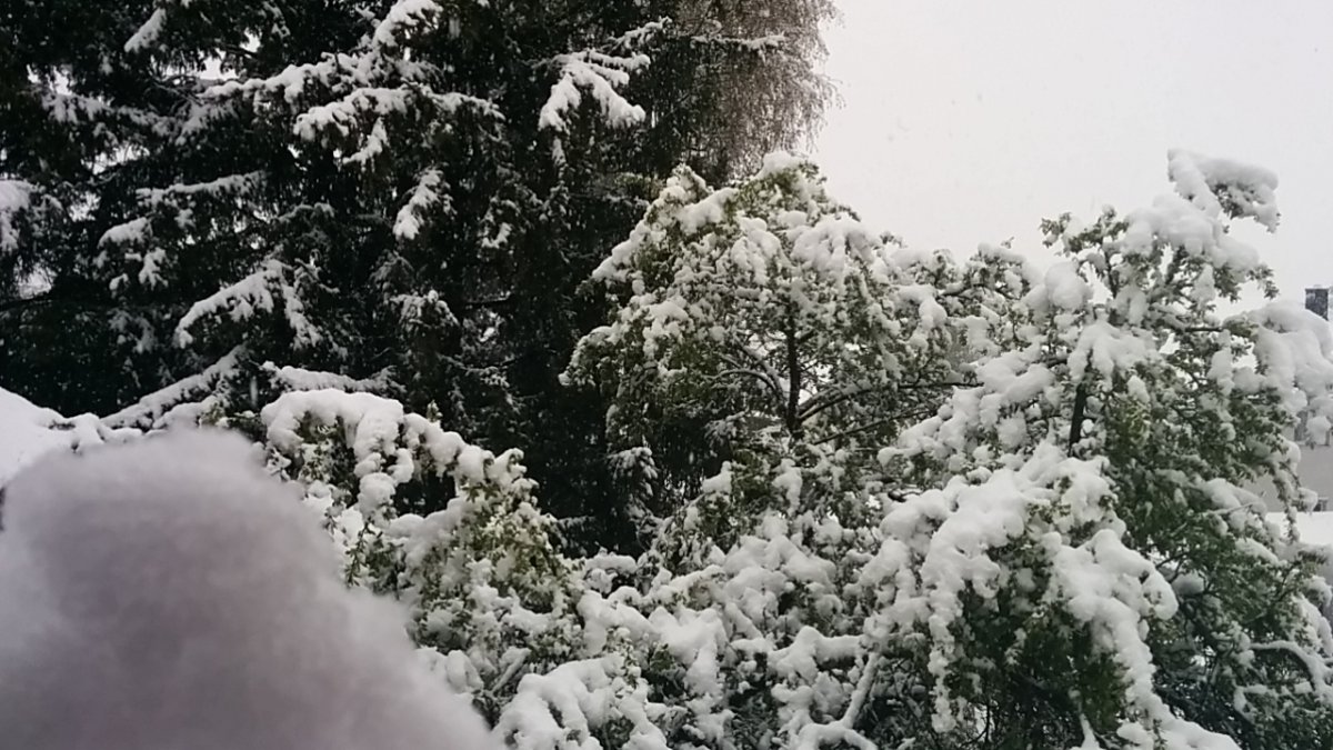 IMG_20170426_075123.jpg