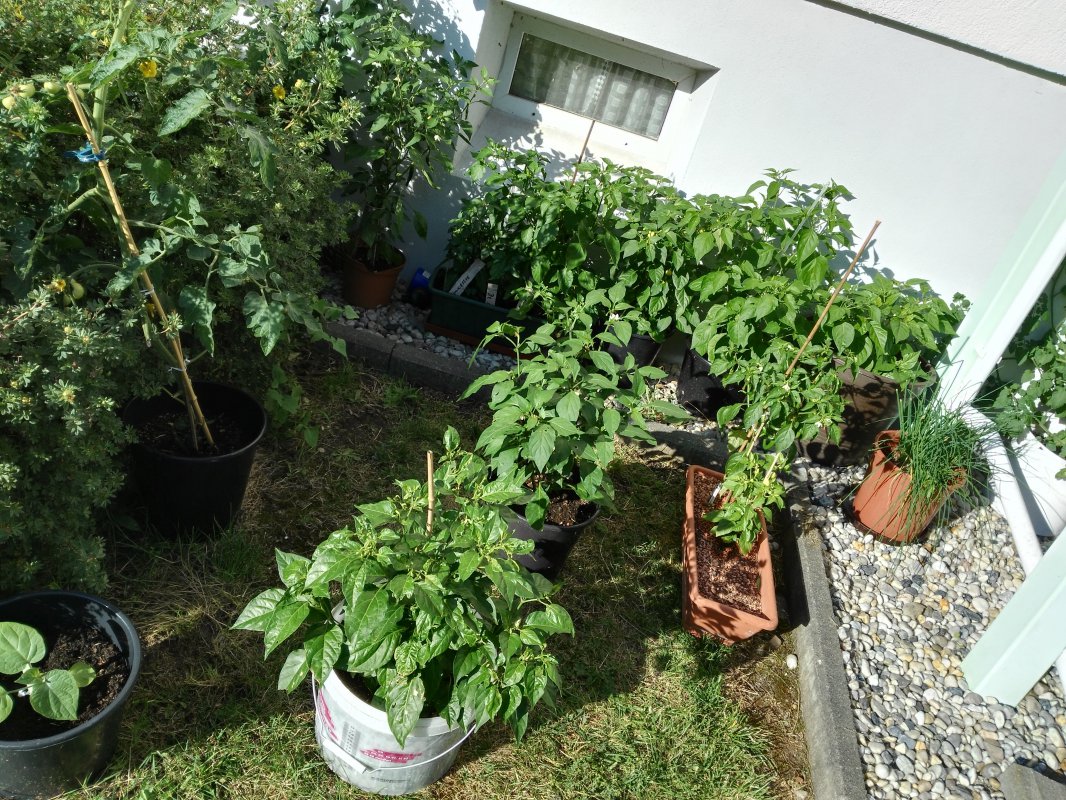 IMG_20170703_182524.jpg