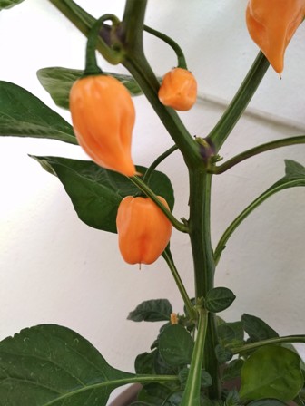 IMG_20180729_095517.jpg