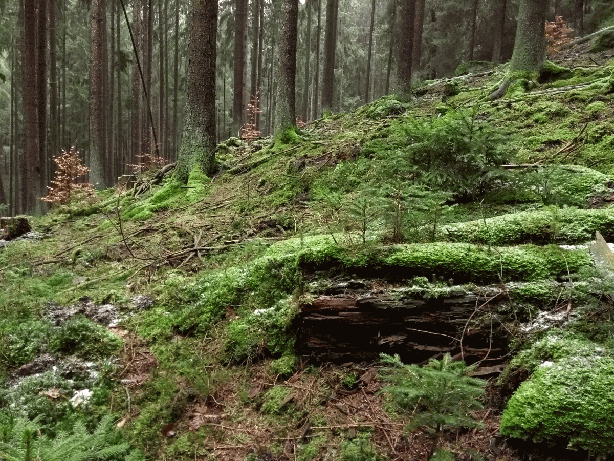 IMG_20190203_113532109_BURST002.gif