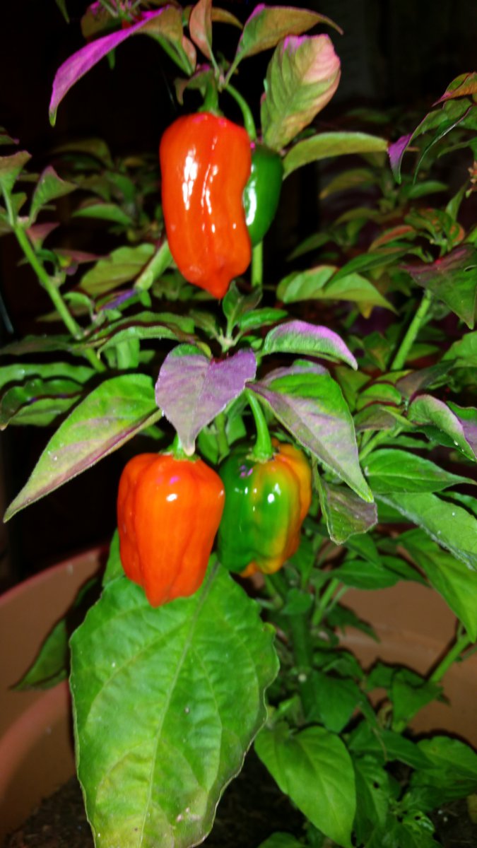 IMG_20191021_132913.jpg