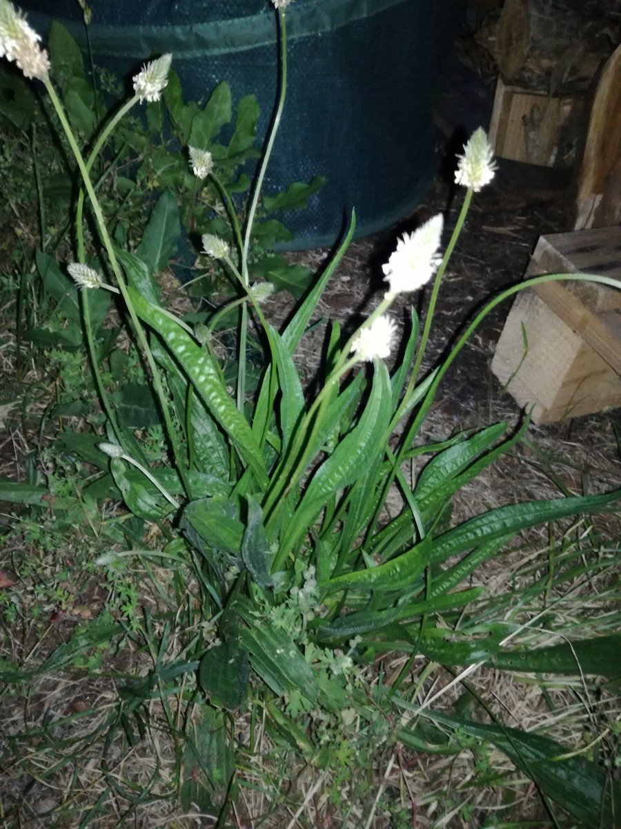 IMG_20200622_220119.jpg