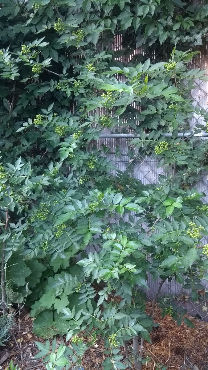 IMG_20200625_195631189.jpg